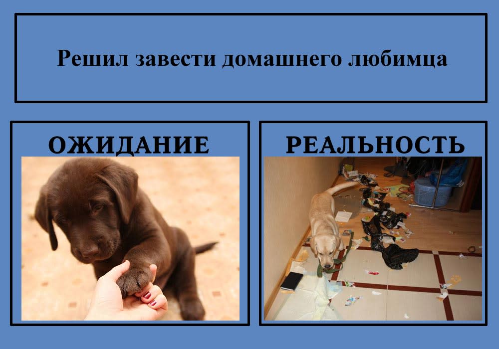 Включи заведи. Завел собаку ожидание реальность. Ожидание реальность. Щенки ожидание и реальность. Породистые собаки ожидание реальность.