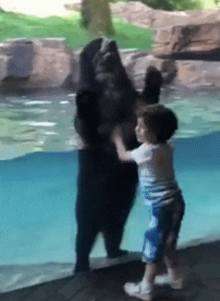 bear child jumping gif
