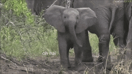 elephant bush fail